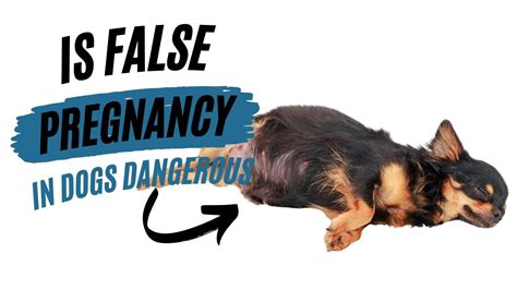 Is False Pregnancy In Dogs Dangerous – [Vet Explains Pets]